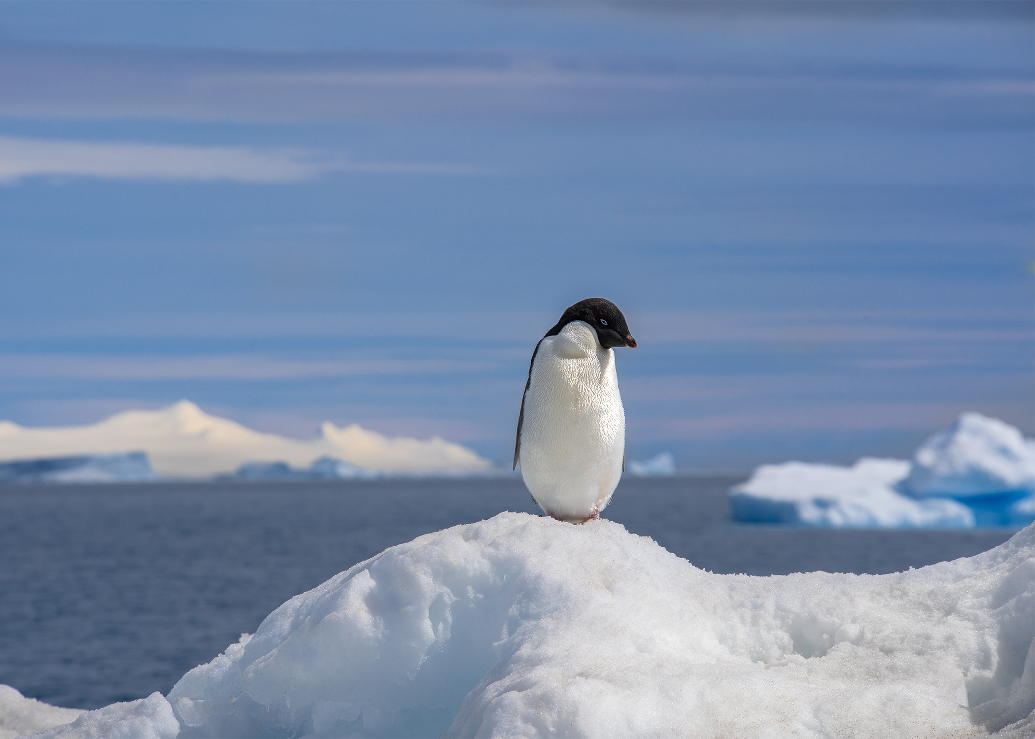 Antarctica - Envision Square